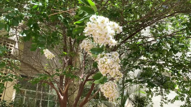 Beautiful blooming Sarusuberi Miso Haigi, includes tags of crape myrtle, lagerstroemia indica, lythrum anceps family. 4K