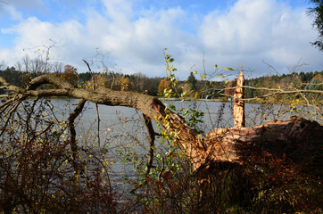 Herbststurm brach Baum am See   