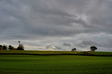 Obraz na płótnie Canvas Farm field under cloudy sky with trees and hedges on horizon