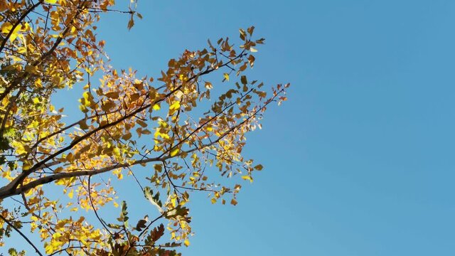 Foglie luminose colorate d'autunno che oscillano su una quercia nel parco autunnale. Sfondo autunnale. Natura meravigliosa