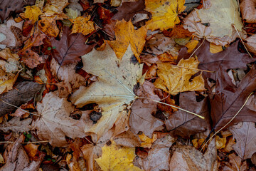 Autumnal Dry Leaves and Grass in Forest