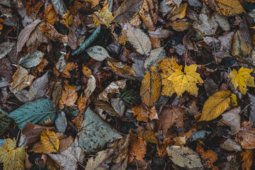 Autumnal Dry Leaves and Grass in Forest