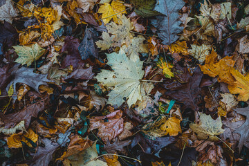 Autumnal Dry Leaves and Grass in Forest