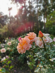flowers in the garden, roses 