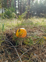 orange cap boletus, wild mushroom 