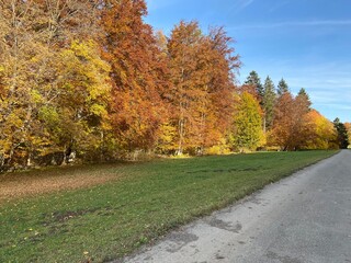 Fototapeta premium autumn in the park