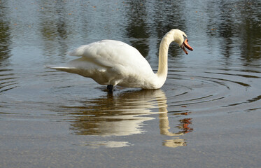 Schwan geht schwimmen