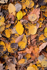 Vertical background of bright yellow autumn leaves on the ground