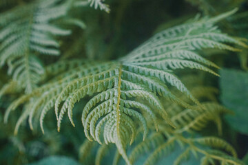 Fern in Forest