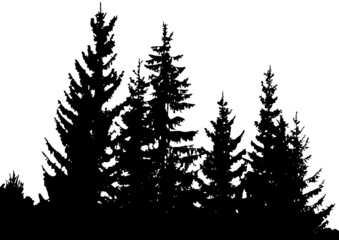 Fir trees forest. Black and white silhouette, isolated on white