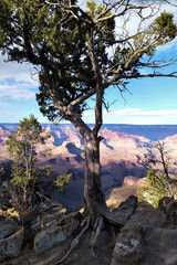 Obraz premium Figured tree on the background of the Grand Canyon in the USA (Arizona)