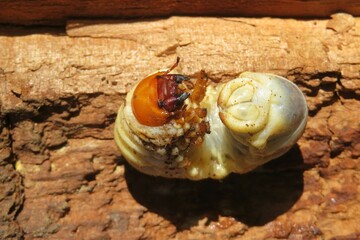 Woodworm bark beetle on wood background, closeup