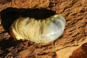 Closeup of bark beetle woodworm on wood background