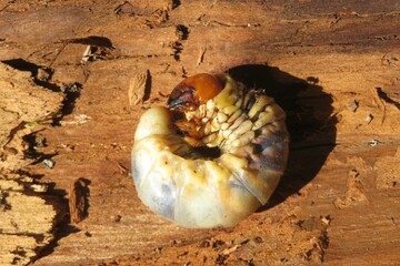 Woodworm bark beetle on wood background, closeup