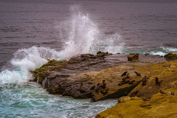 2021-11-06 WAVES CRASHING ON ROCKS WITH SEALS IN THE LA JOLLA COVE IN SAN DIEGO