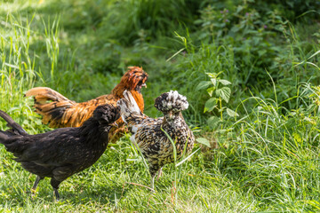 Seidenhühner im Freien - Freilandhuhn