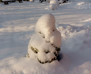 A young spruce covered with snow in winter in the village before Christmas. Close-up, selective focus.