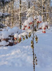 Rose flowers in winter under the white fluffy snow in the garden in the village