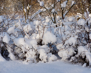 Bushes under the snow in the garden in the village