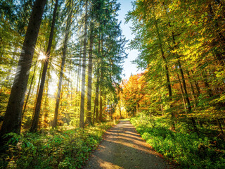 Fototapeta premium A walk through Bavarians Autumn forest