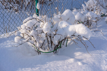 Bushes under the snow in the garden in the village on a sunny day