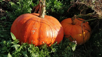 Fototapeta premium Pomarańczowe dynie na polu. Dwie duże dynie w ogrodzie. Rosnące dynie.