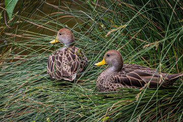 Pareja de patos anidado entre los juncos