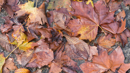 autumn leaves background