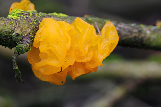 close up of golden yellow trembling
