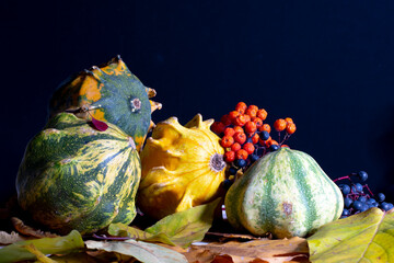 Autumn still life with decorative pumpkins with yellow leaves. berries on a black background.