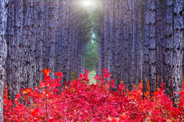 Fototapety na wymiar - Fototapeta24.pl