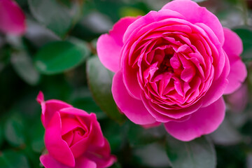 Pink rose flower bloom in the garden