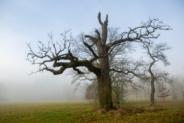 Old spooky oak tree in a misty landscape