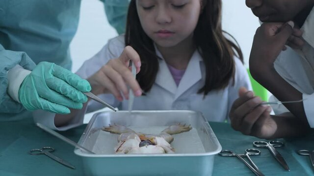 Education concept of 4k Resolution. Researchers are dissecting frogs in a lab. the study of the internal structure of living things.