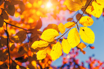 Naklejka na ściany i meble autumn leaf in forest