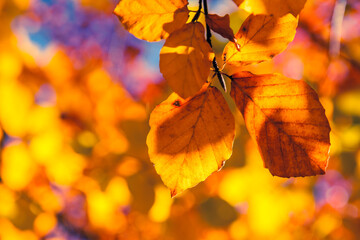 autumn leaf in forest