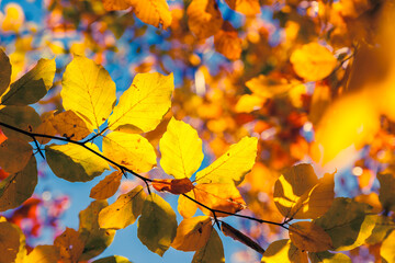 autumn leaf in forest
