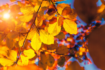 autumn leaf in forest