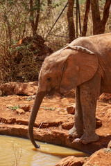 Small African orphaned baby elephant 