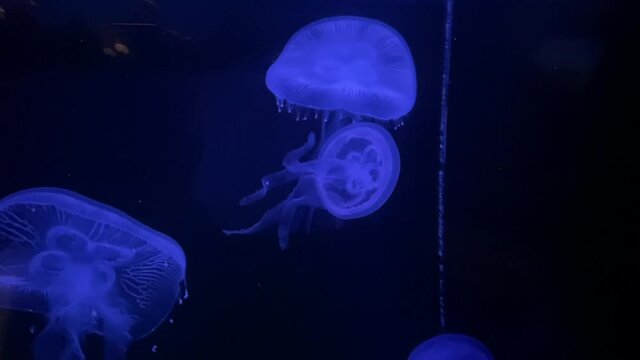 Peaceful Jellyfish swimming around, illuminated blue. 4K
