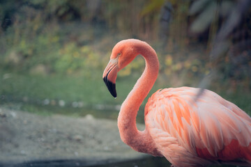 Pink flamingo sleeping on one leg