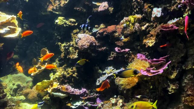 Coral reef tropical fish. 4K