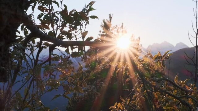 Sole che tramonta dietro a un albero nel bosco