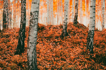 Autumn birch forest.
