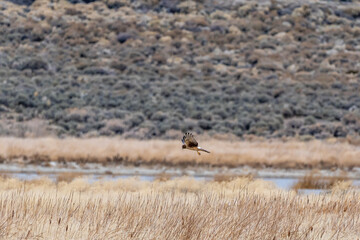 Northern Harrier hawk hunting and flying in the grassland at a Nature Preserve in the desert North of Reno, Nevada.
