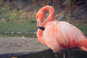 Pink flamingo washing itself
