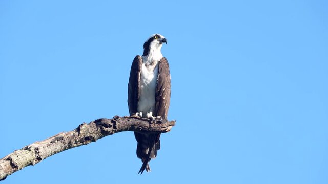 Рыболов скопа фото. Скопа хищная птица. Скопа видео. Скопа поймала рыбу. Белая хищная птица с чёрными кончиками крыльев.