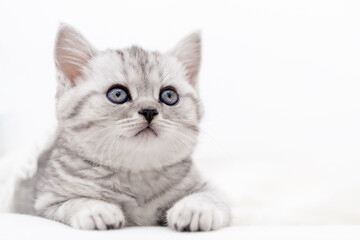 Portrait cute little striped Scottish fold Kitten cat on white. Concept adorable pets cats. Copyspace for text.