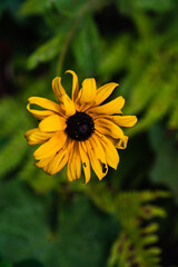 Lifejacket Yellow Sunflower summer into Autumn