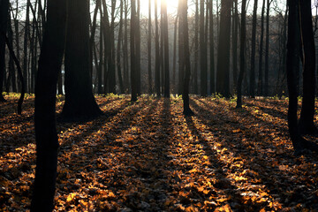 autumn forest, fallen leaves, autumn weather